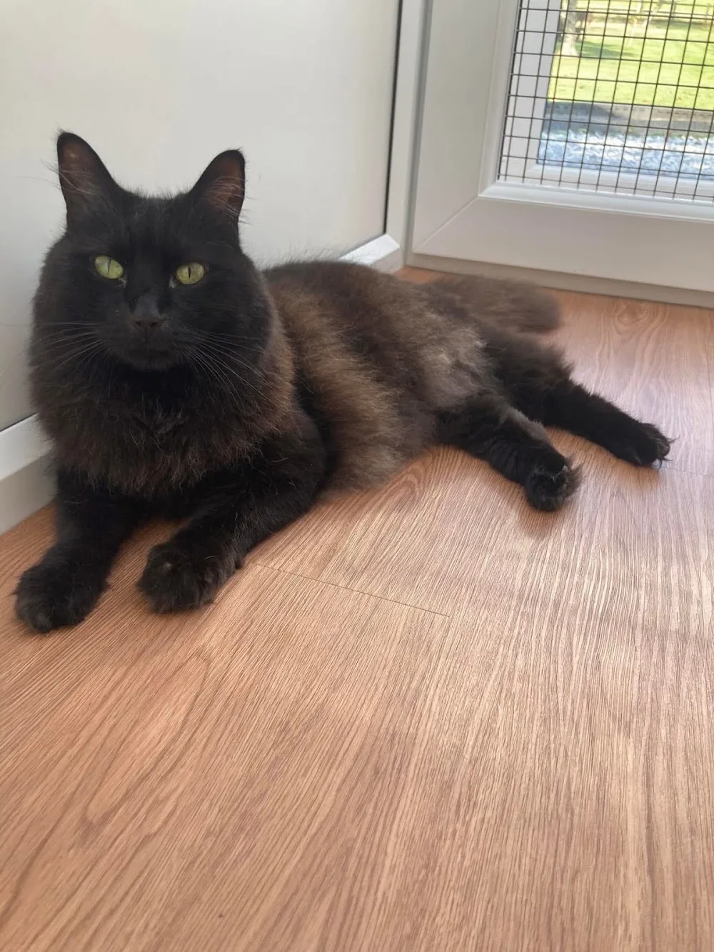 Acer Lodge Cattery - Kirklees pet otel görseli 3