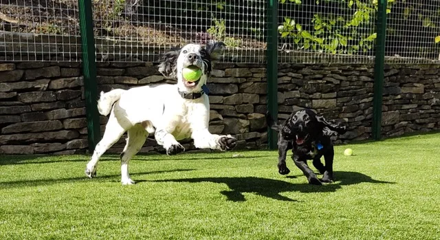 Arrunden Kennels & Cattery - Kirklees pet otel