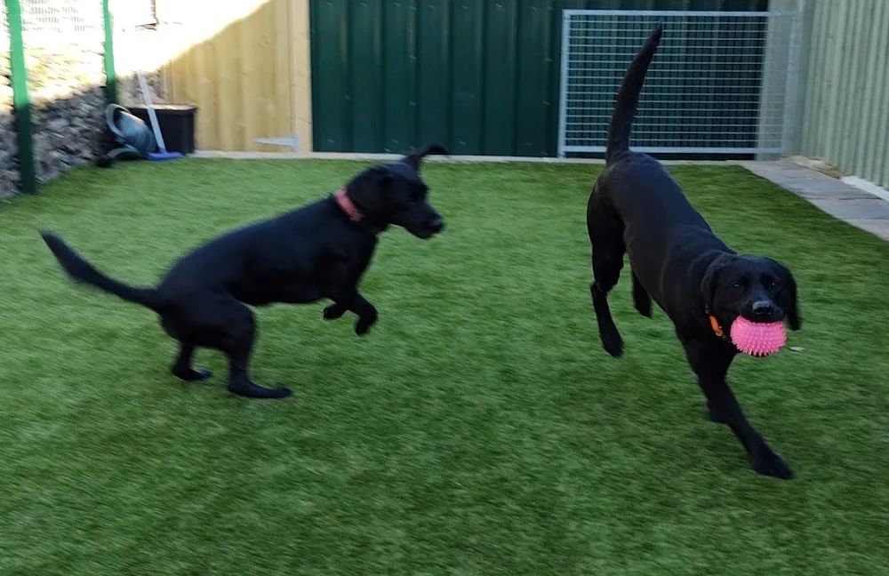 Arrunden Kennels & Cattery - Kirklees pet otel görseli 3