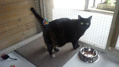 Bradshaw Cattery - Kirklees pet otel