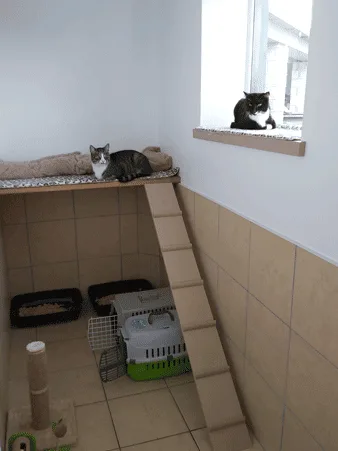 Cats & Co Boarding Cattery - Kirklees pet otel görseli 3