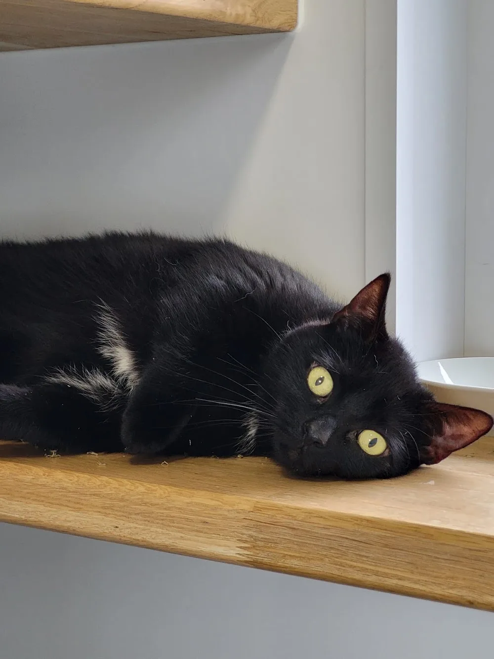 Cawthorne Cat Hotel - Kirklees pet otel görseli 3