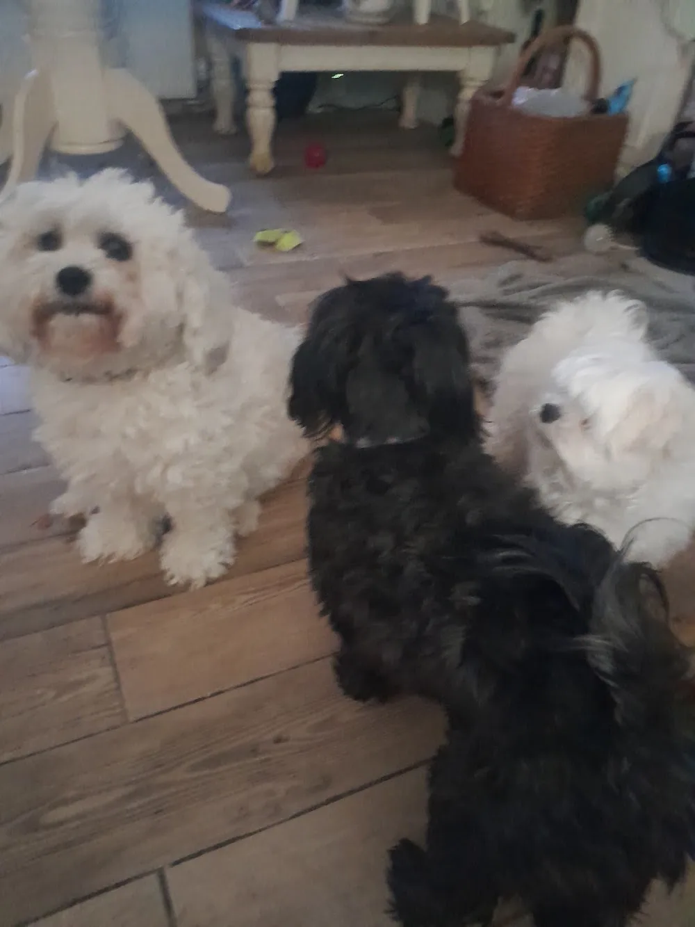 Hair's & Grace's Pet boarding & Services - Kirklees pet otel