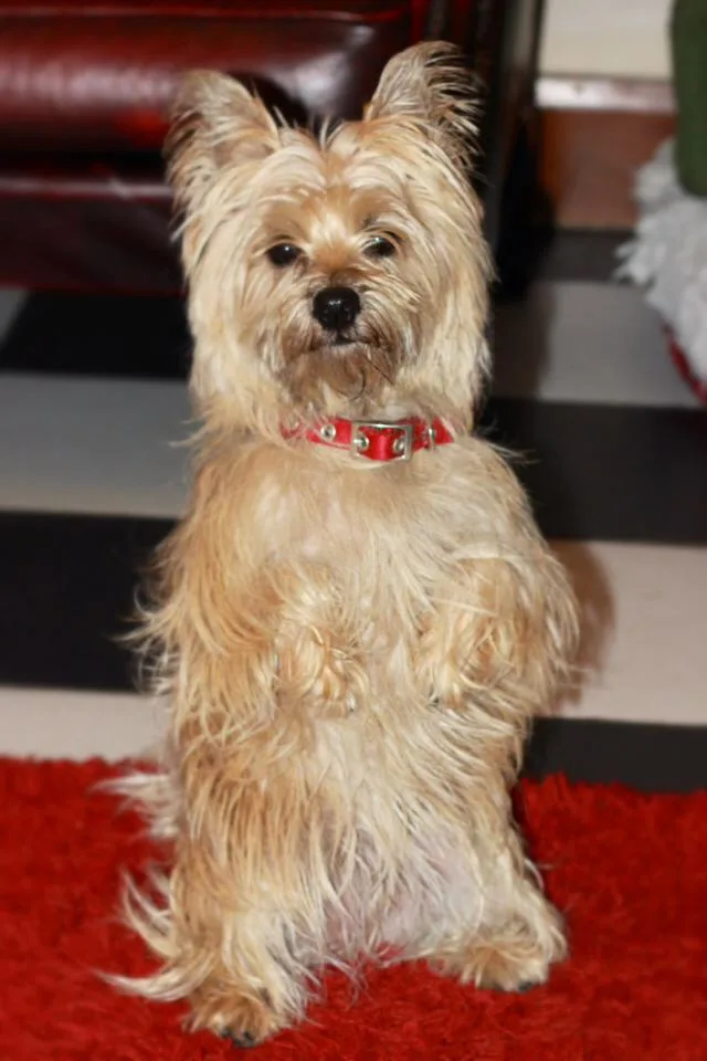 Harefield Boarding Kennels - Kirklees pet otel