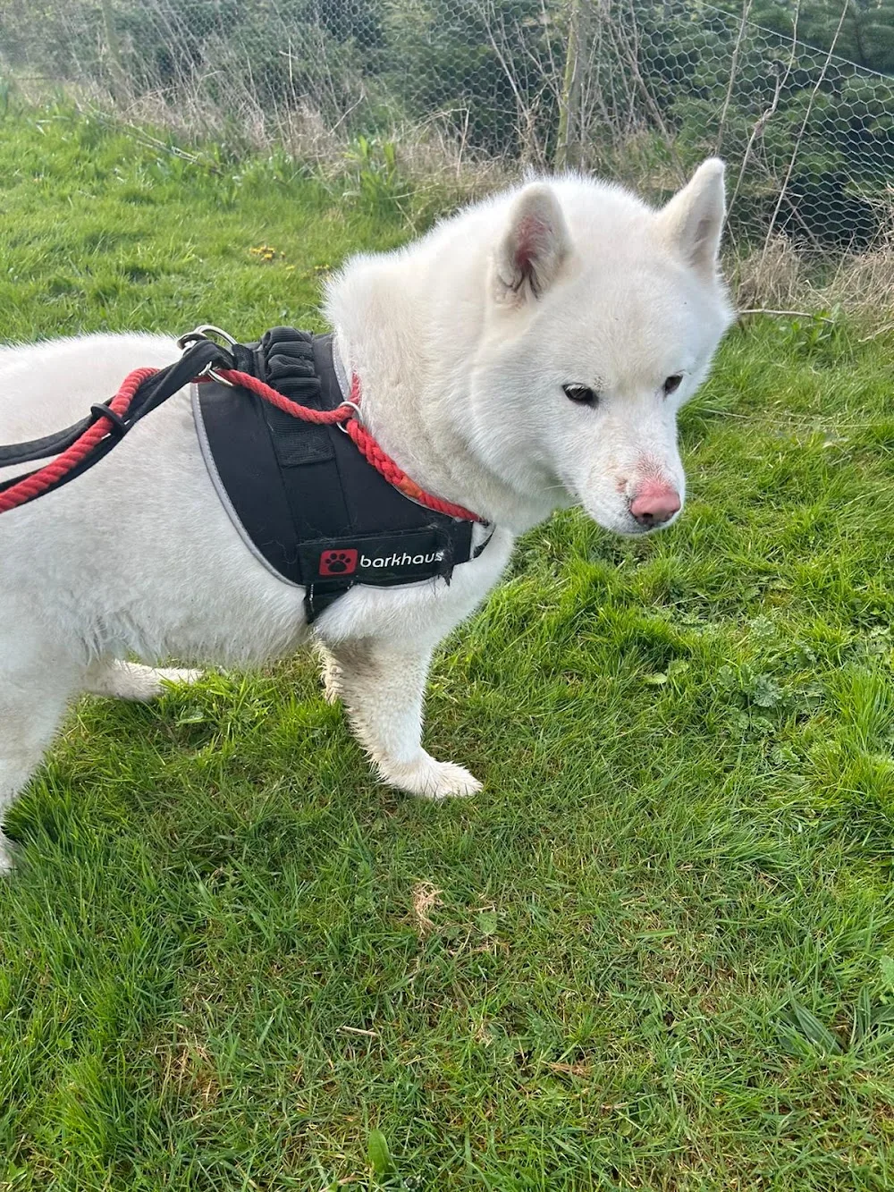Harefield Boarding Kennels - Kirklees pet otel görseli 3