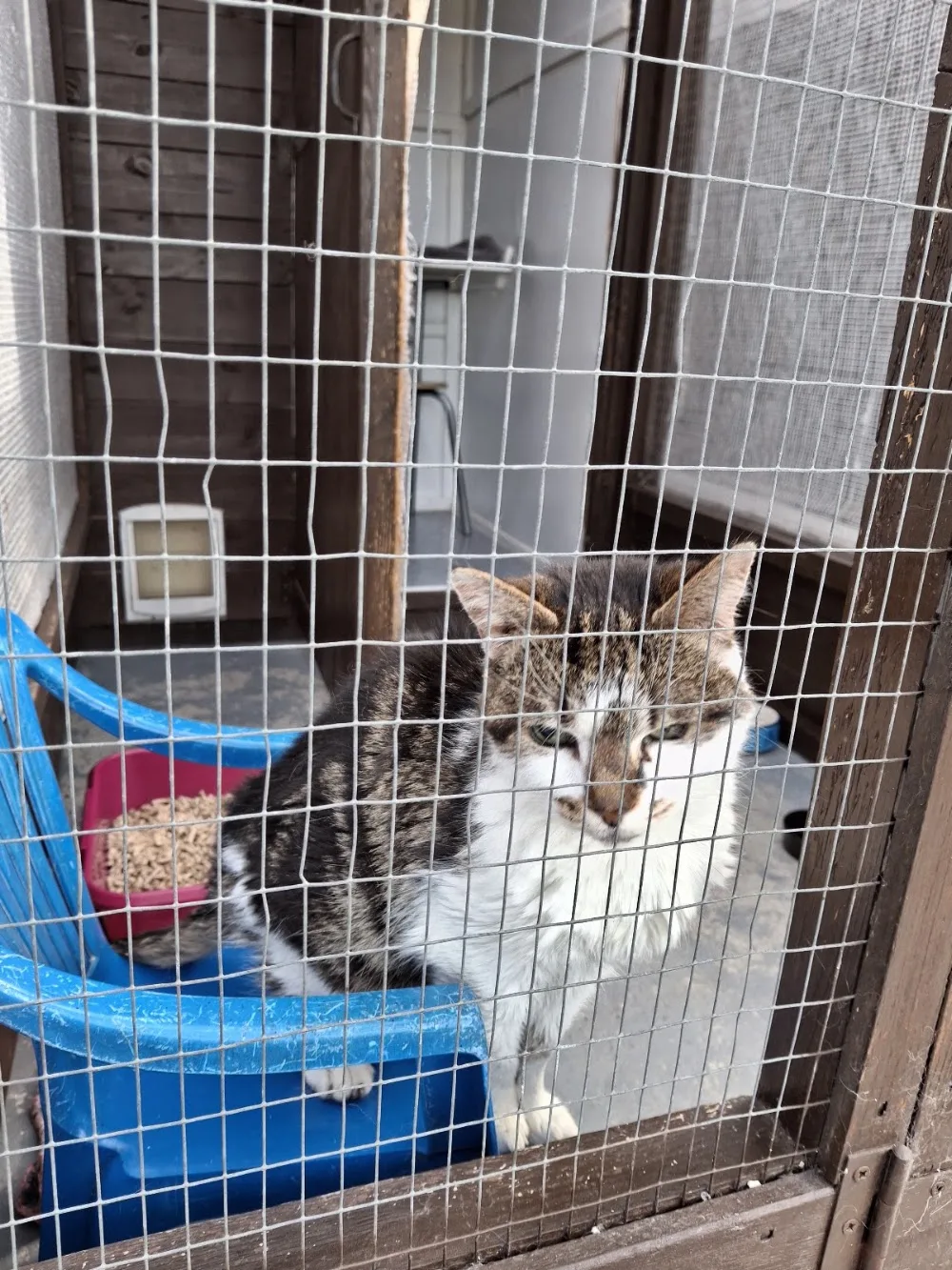 Ivy House Cattery - Kirklees pet otel görseli 3