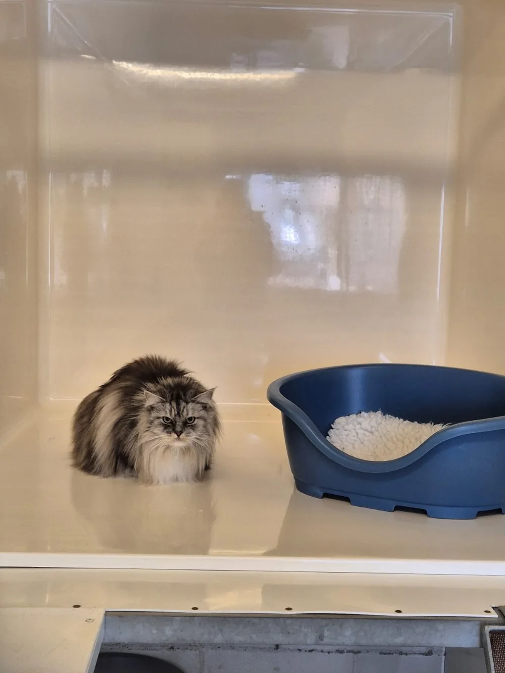 Lane End Farm Cattery - Kirklees pet otel görseli 3