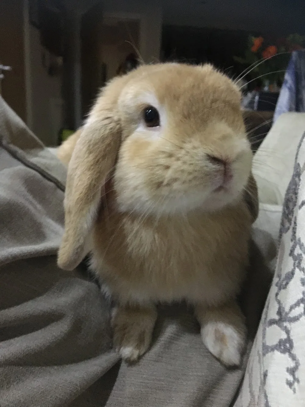 NKALKA Bunny & Guinea Pig Hotel - Kirklees pet otel görseli 3