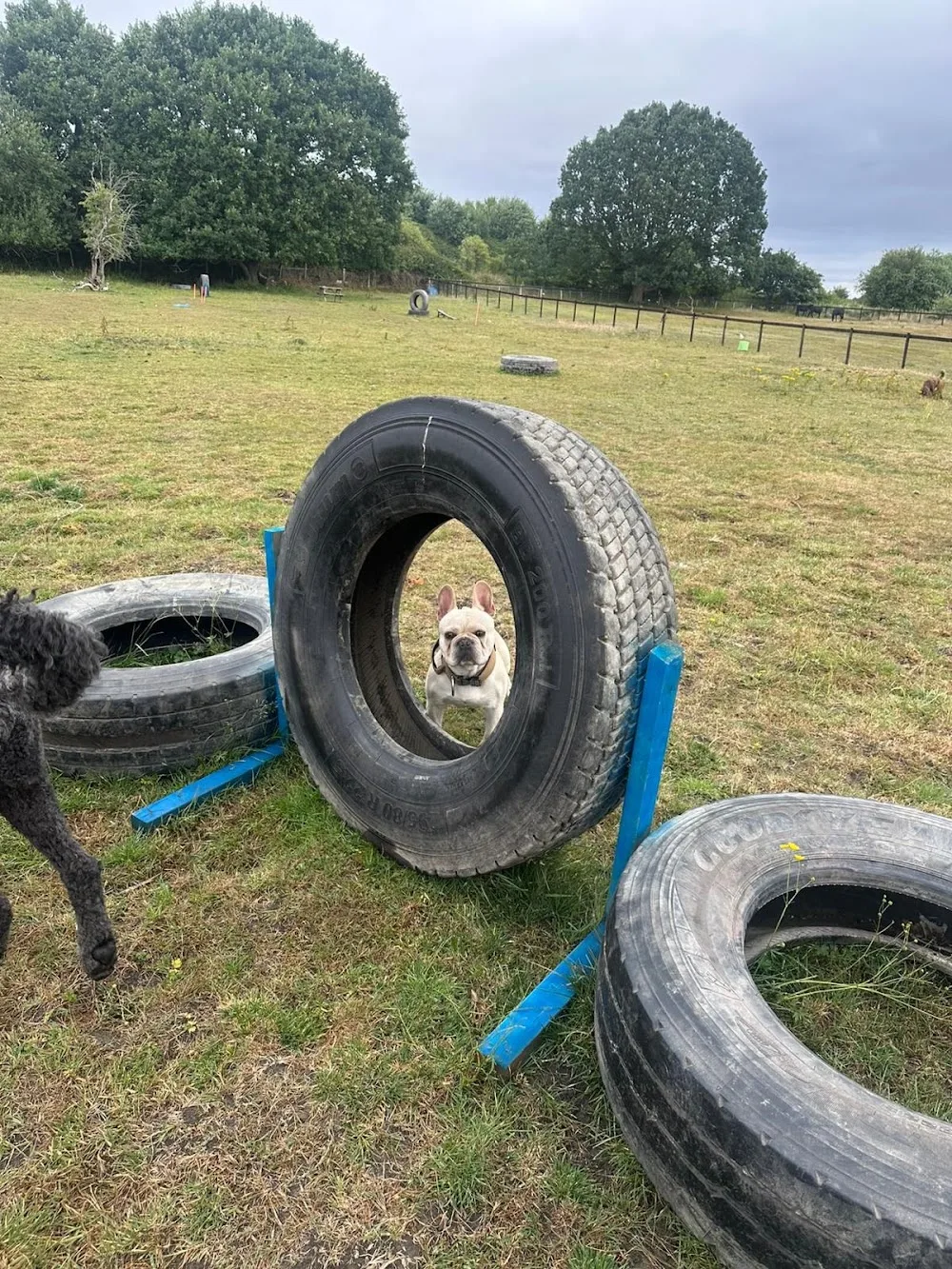 Pawfection Retreat - Kirklees pet otel görseli 2