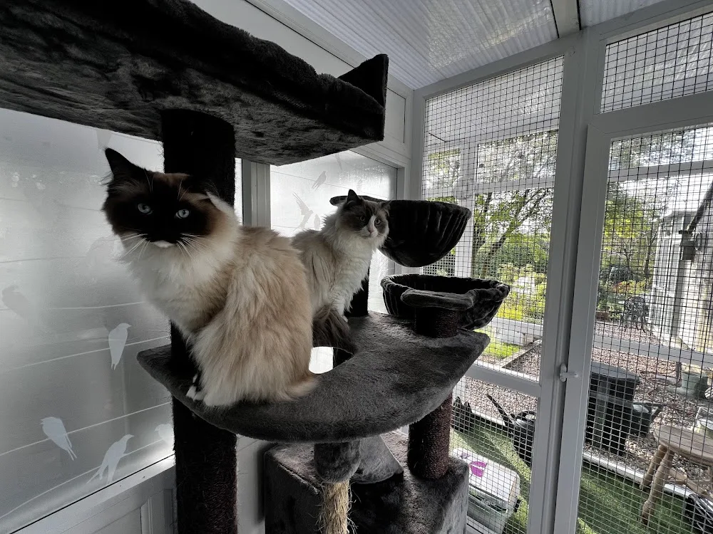 Purrfect Mews Cat Hotel - Kirklees pet otel görseli 3