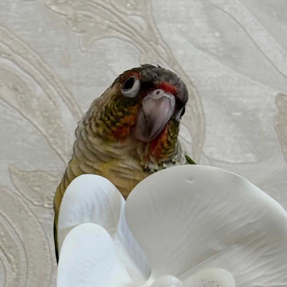 Redbeck Small Animal Boarding & Pet Sitting - Yorkshire - Kirklees pet otel görseli 4