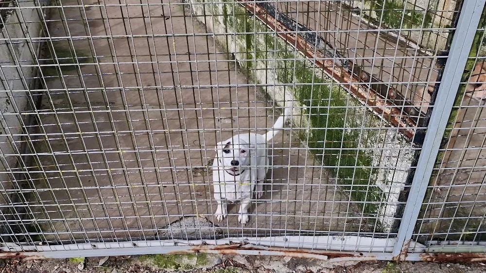 Solwol Boarding Kennels and Cattery - Kirklees pet otel
