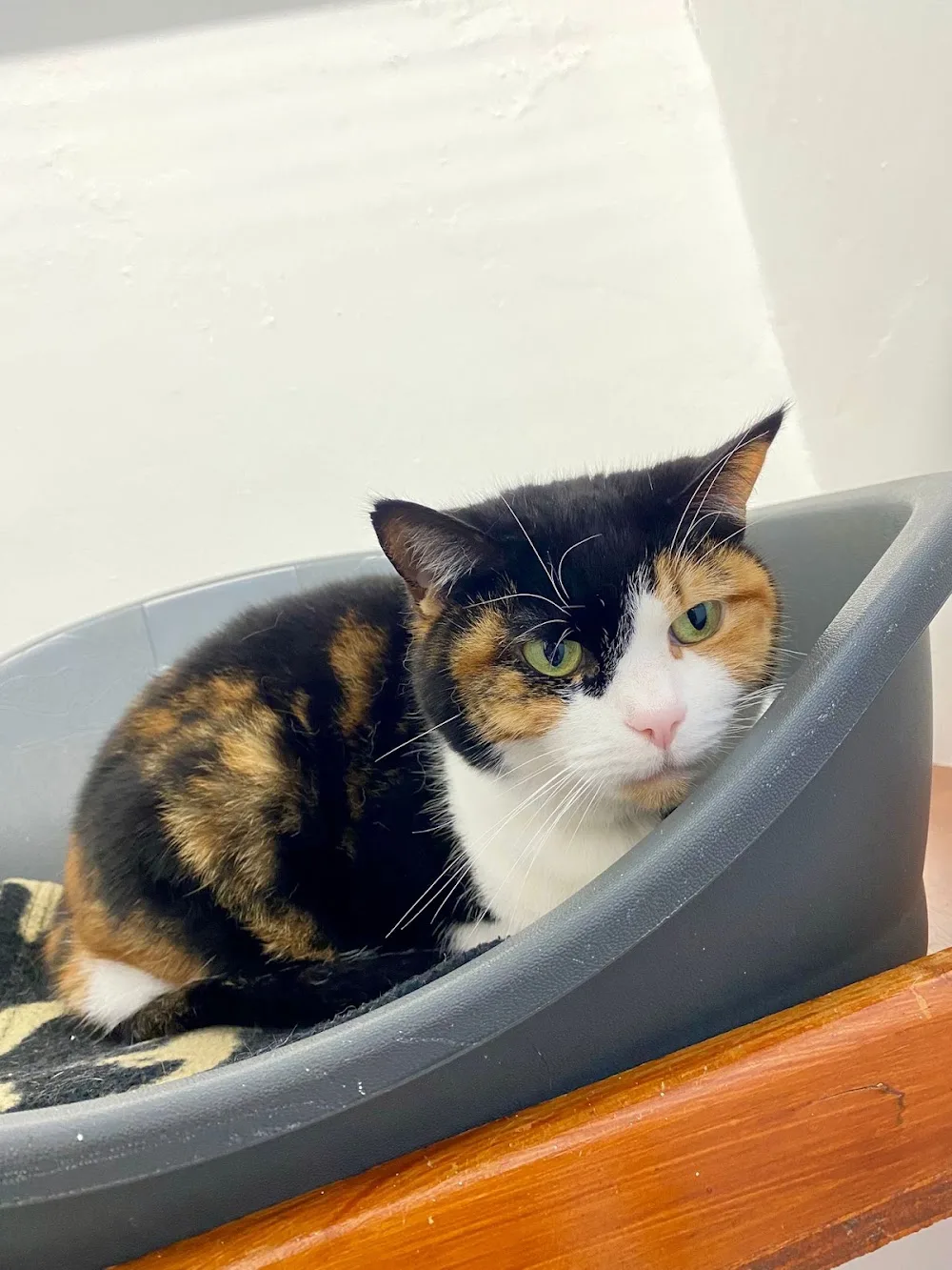 The Gables Cattery - Kirklees pet otel görseli 3