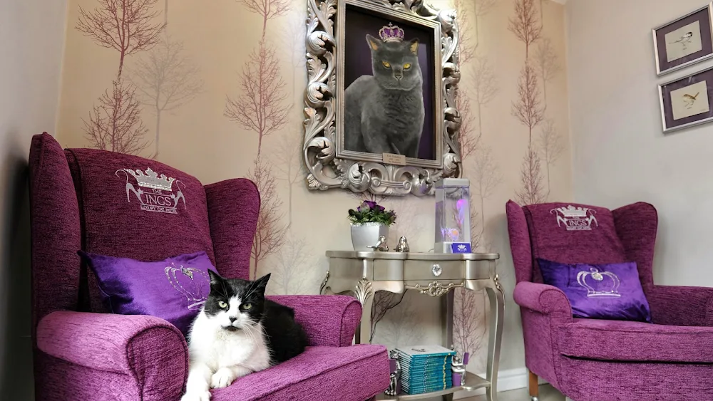 The Ings Luxury Cat Hotel - Kirklees pet otel