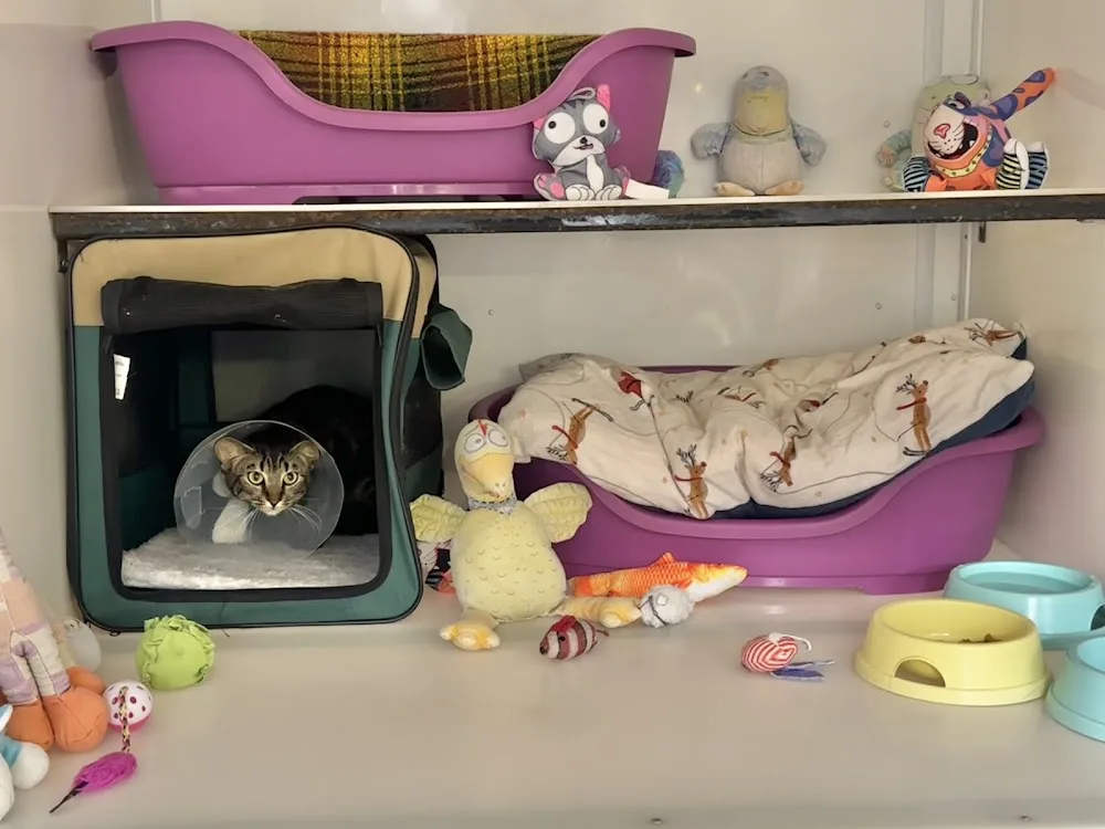 The Runtlings Cattery - Kirklees pet otel görseli 2