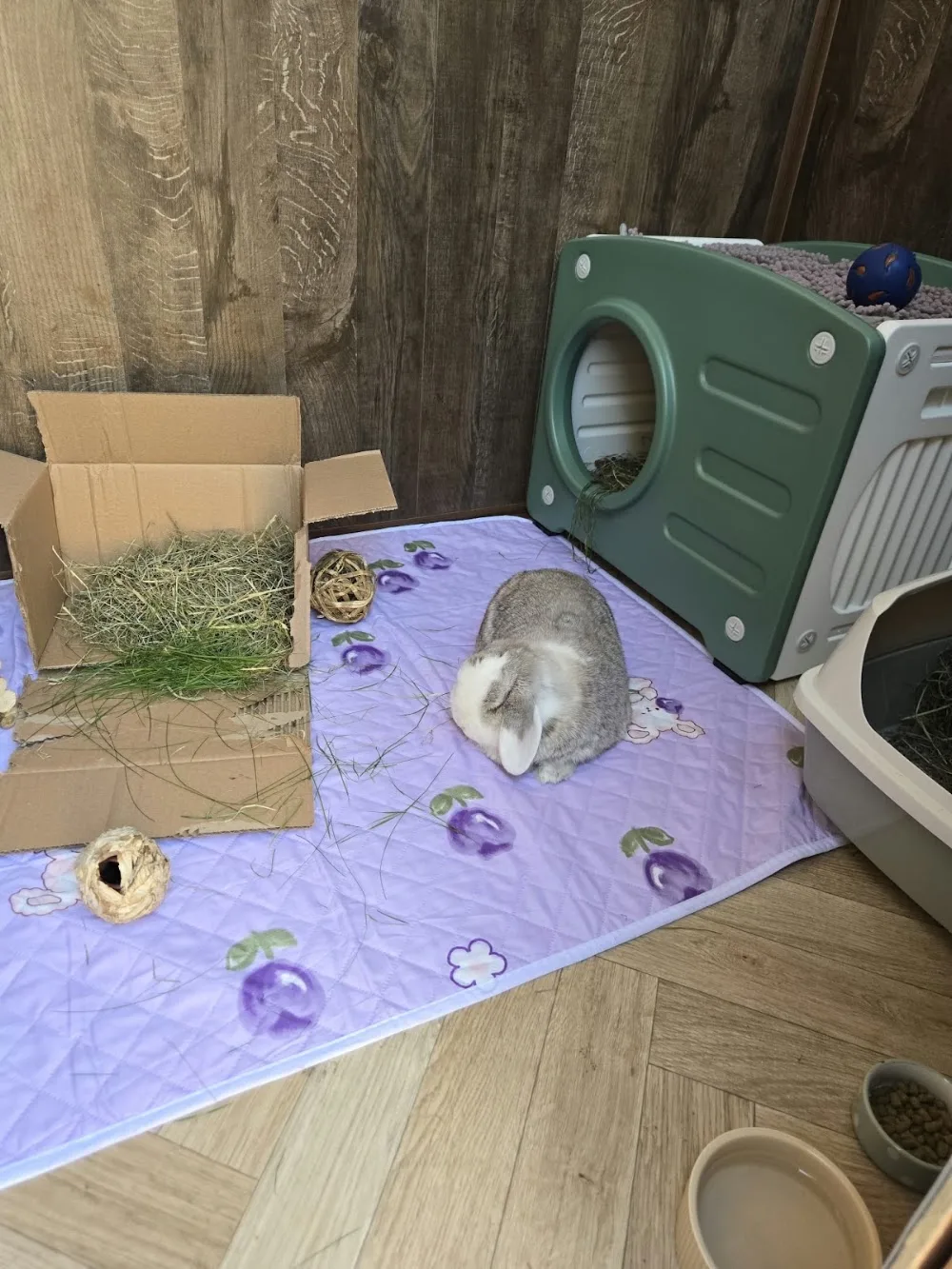 Tong pet sitting & small animal boarding - Kirklees pet otel