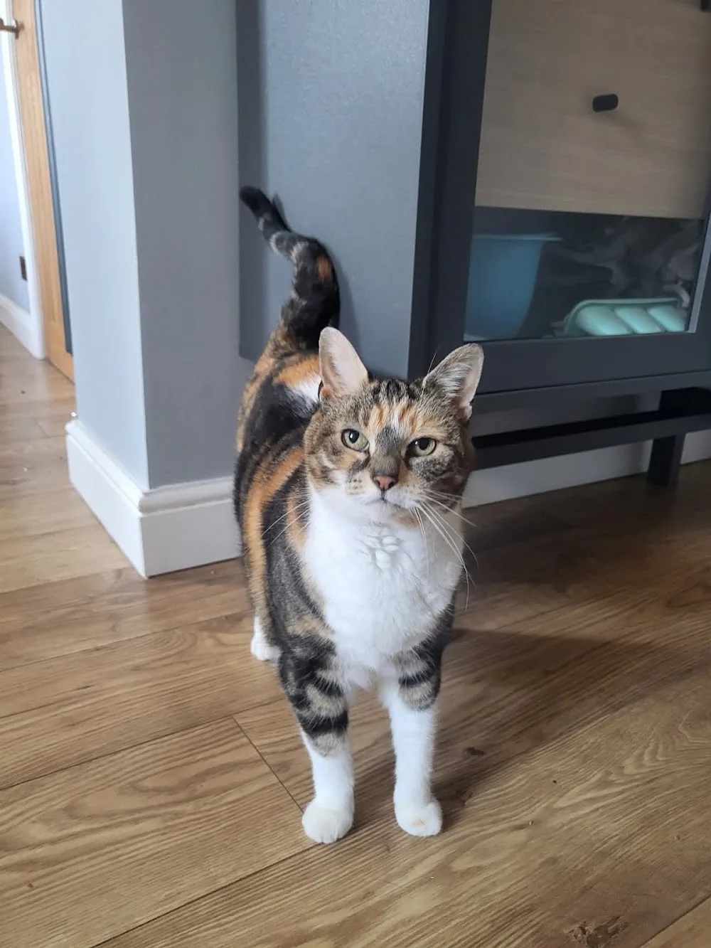 Tong pet sitting & small animal boarding - Kirklees pet otel görseli 3