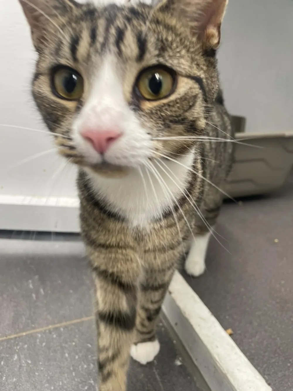 Warren House Cattery - Kirklees pet otel