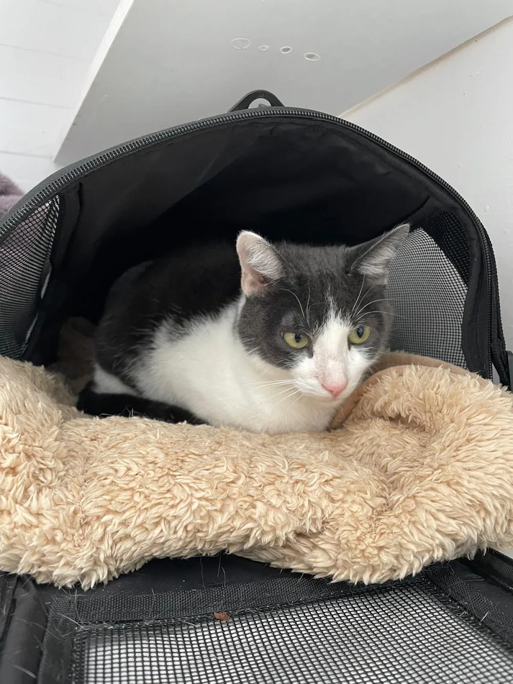 Warren House Cattery - Kirklees pet otel görseli 3