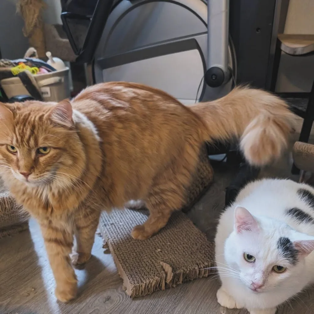 Bark and Stride pet services - Kitchener pet otel