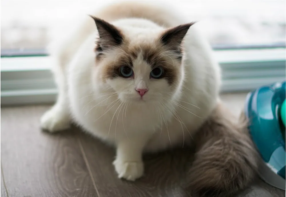 Catpawsible Ragdoll Cattery - Kitchener pet otel