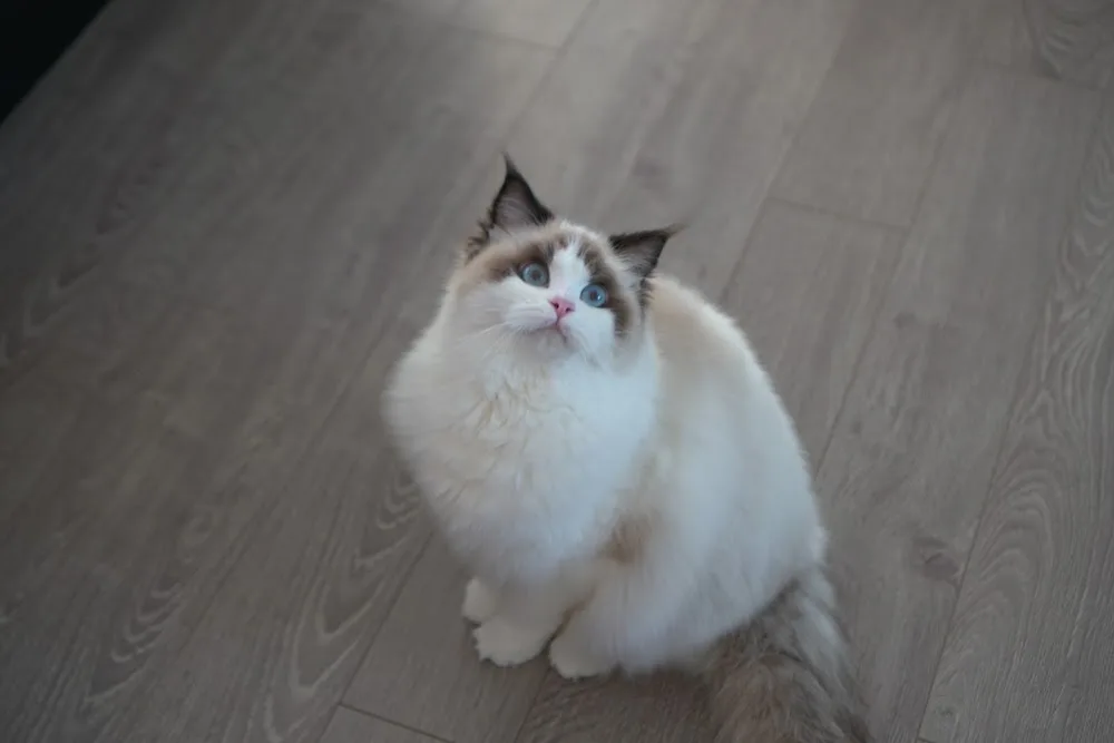 Catpawsible Ragdoll Cattery - Kitchener pet otel görseli 3