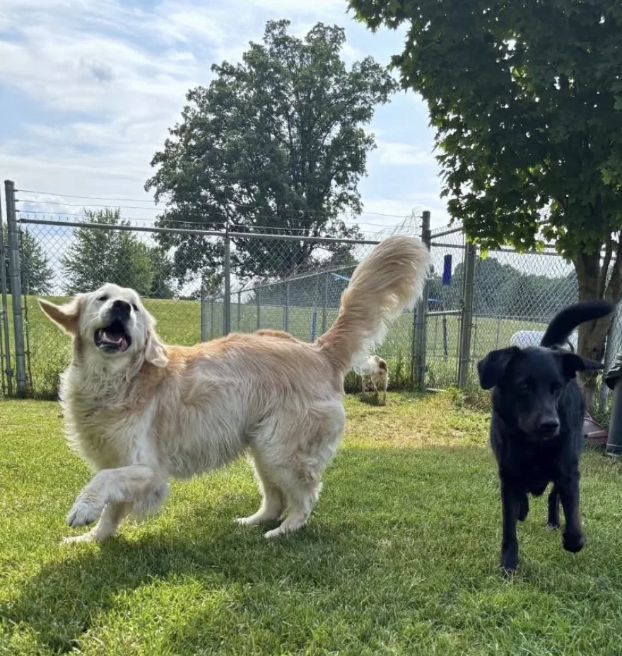 City Limits Dog Boarding - Kitchener pet otel