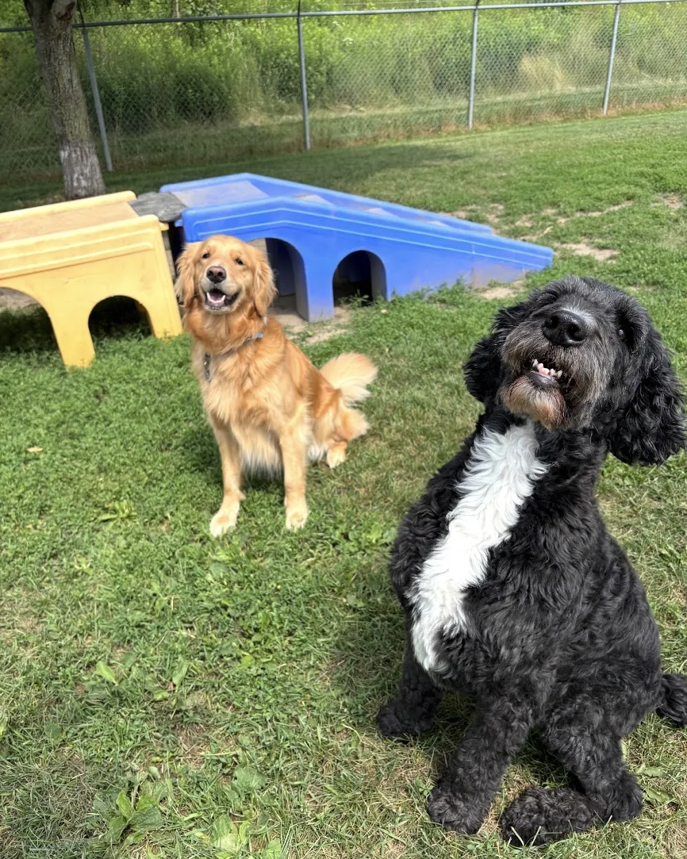 City Limits Dog Boarding - Kitchener pet otel görseli 3
