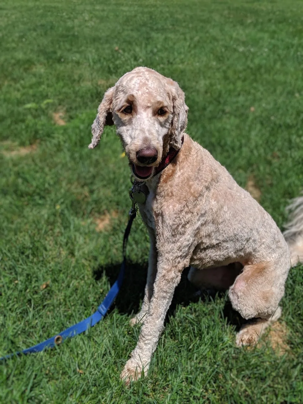 Countryside Boarding, Grooming & Doggie Daycare - Kitchener pet otel