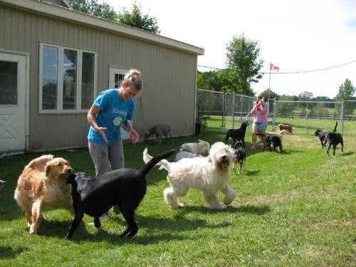 Countryside Boarding, Grooming & Doggie Daycare - Kitchener pet otel görseli 3