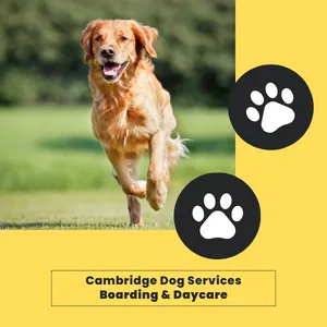 Dillon & Dani's Private & Affordable Dog Boarding, Dog Daycare & Dog Treats - Kitchener pet otel