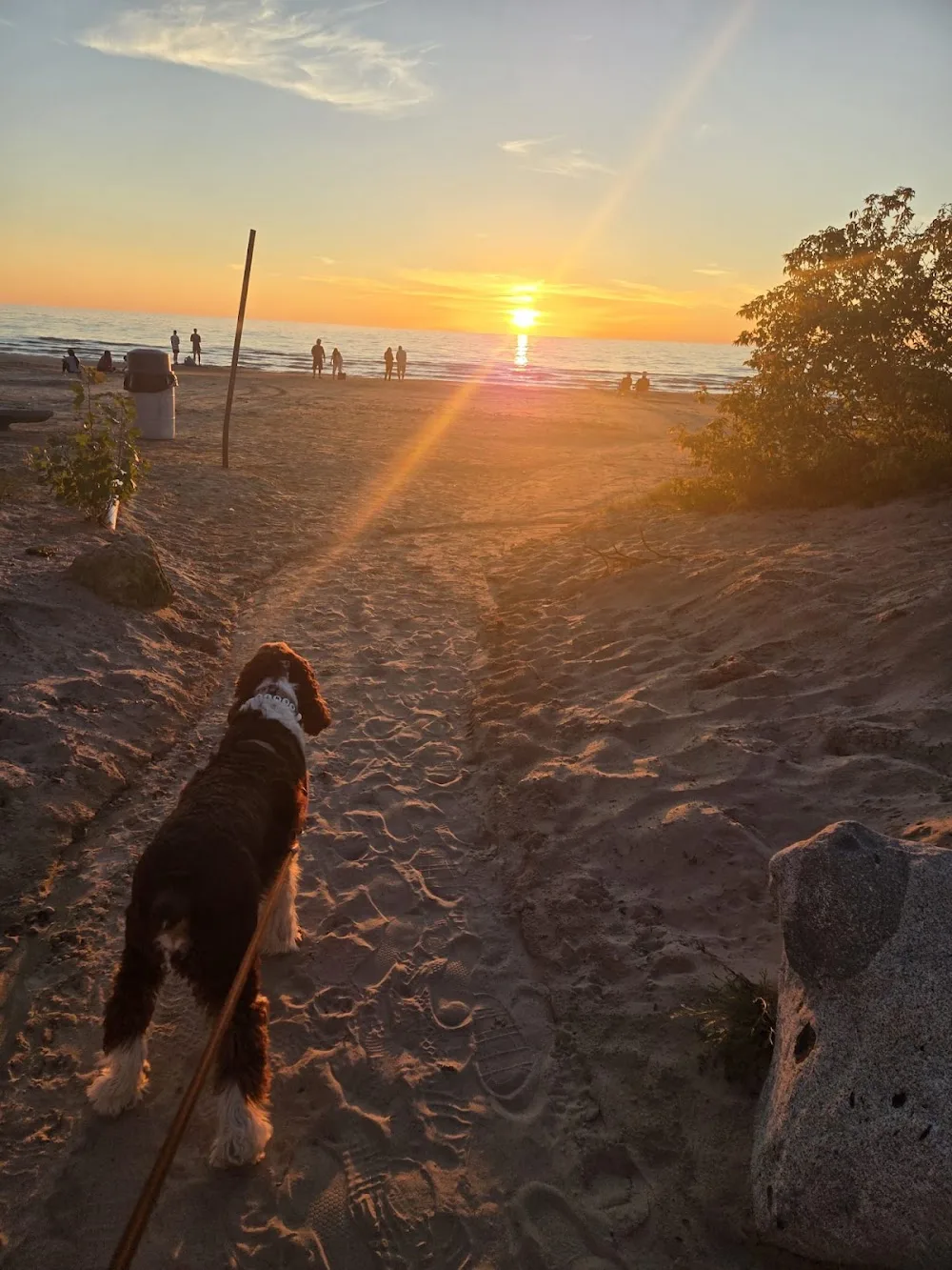 Dillon & Dani's Private & Affordable Dog Boarding, Dog Daycare & Dog Treats - Kitchener pet otel görseli 3