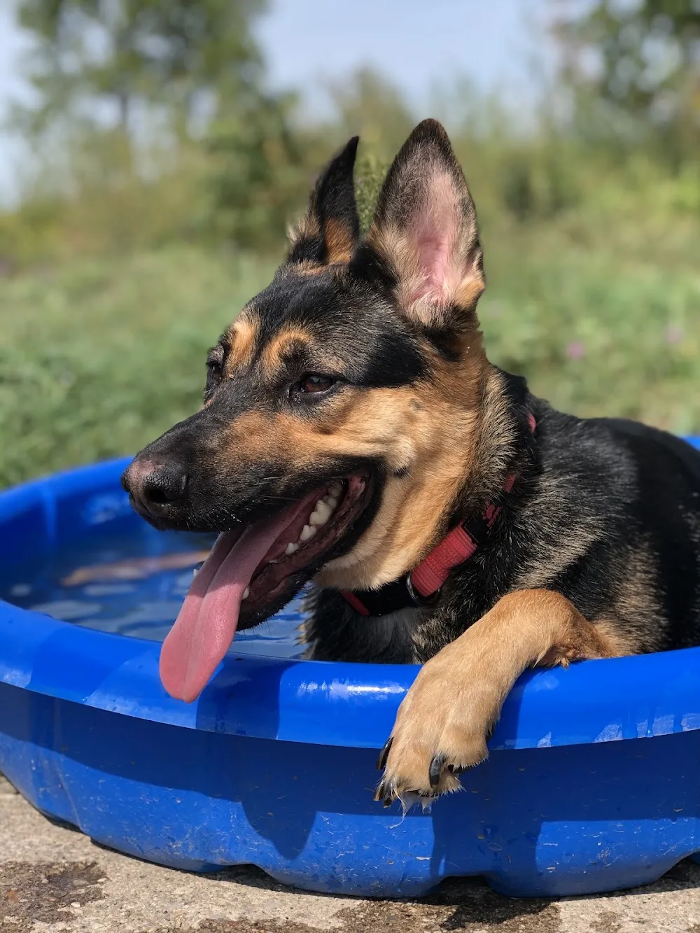 Doggie Stay n Play - Kitchener pet otel görseli 3