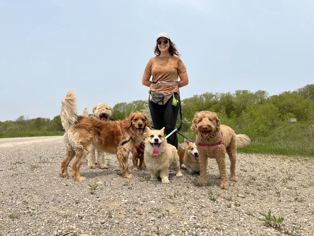 Goldie Hound - Kitchener pet otel