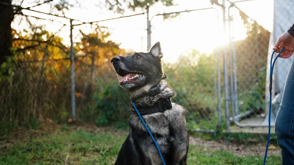 Noble K9 Dog Boarding - Cambridge - Kitchener pet otel