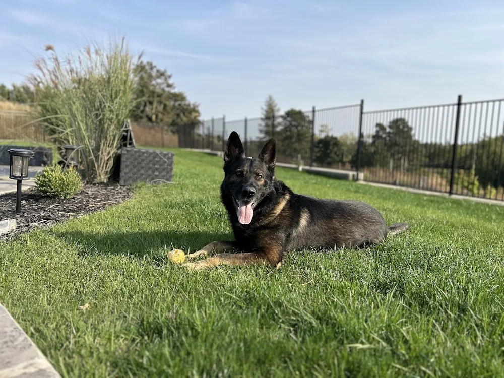 Noble K9 Dog Boarding - Cambridge - Kitchener pet otel görseli 3