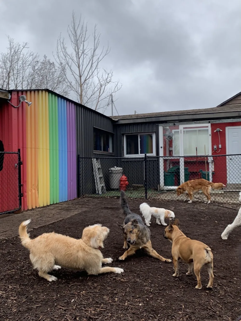Packlife Dog Retreat Kitchener - Kitchener pet otel görseli 3