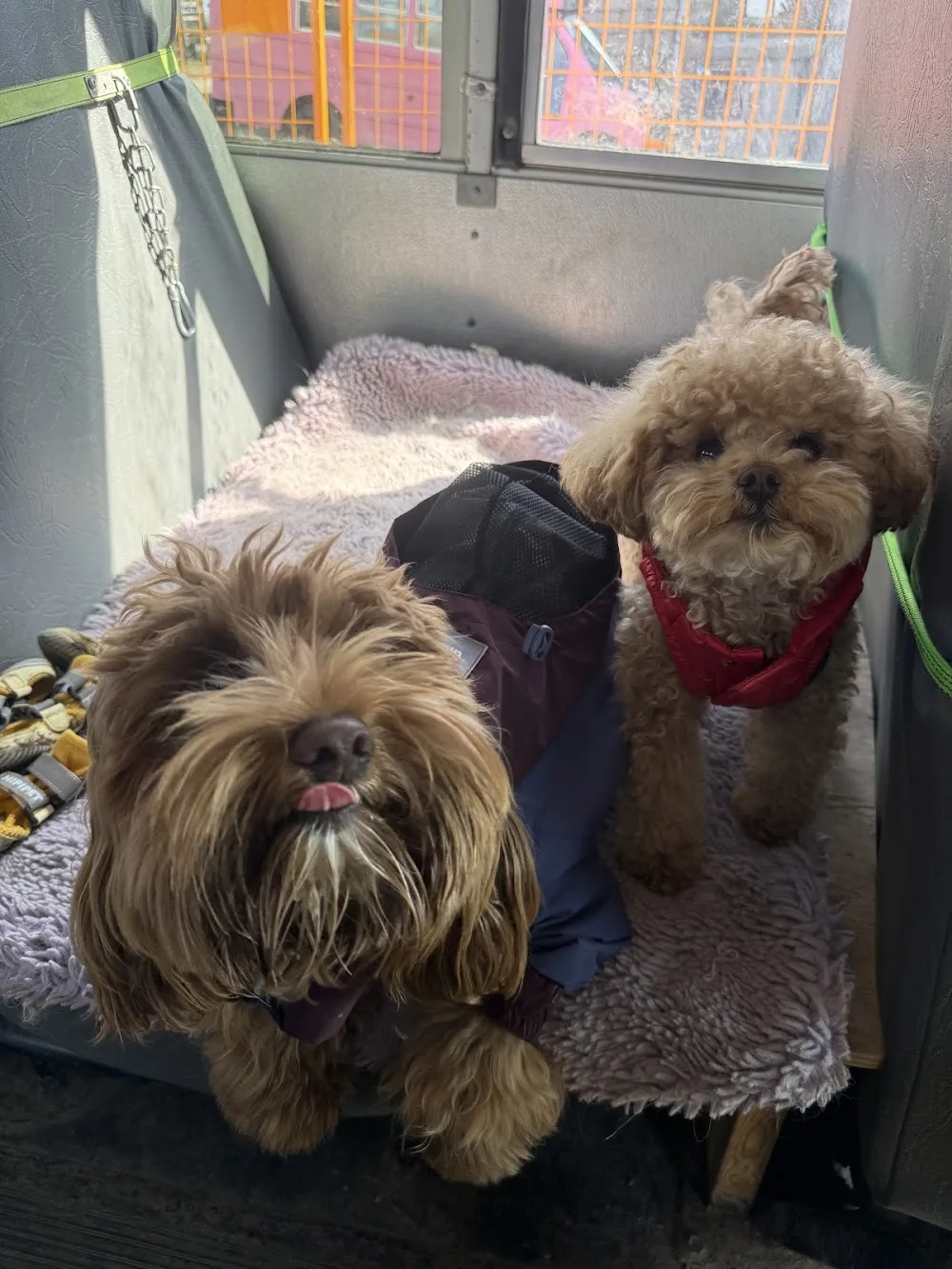 Pawtrips - Kitchener pet otel