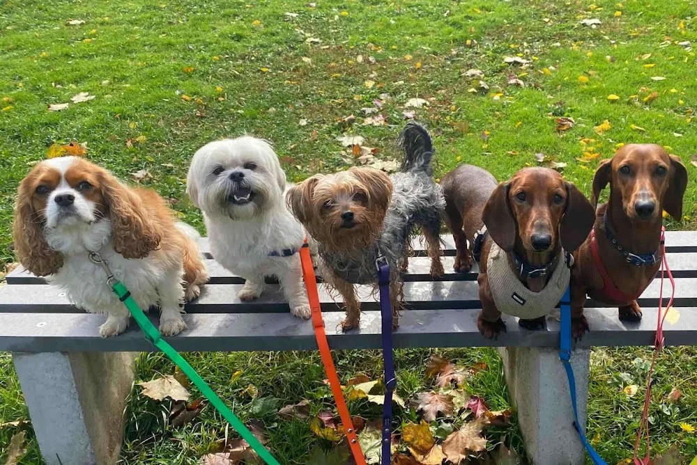 Puppy Love - Waterloo Dog Daycare and Dog Grooming - Kitchener pet otel