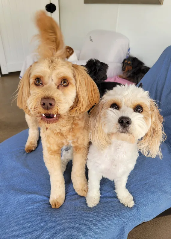 Puppy Love - Waterloo Dog Daycare and Dog Grooming - Kitchener pet otel görseli 3