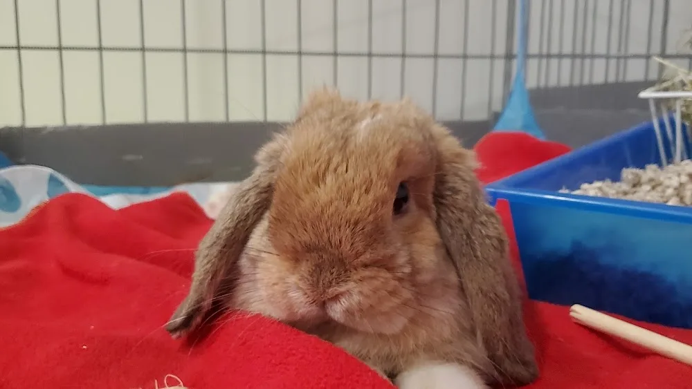 Small Animals Pet Care Services Kitchener Waterloo - Kitchener pet otel görseli 2