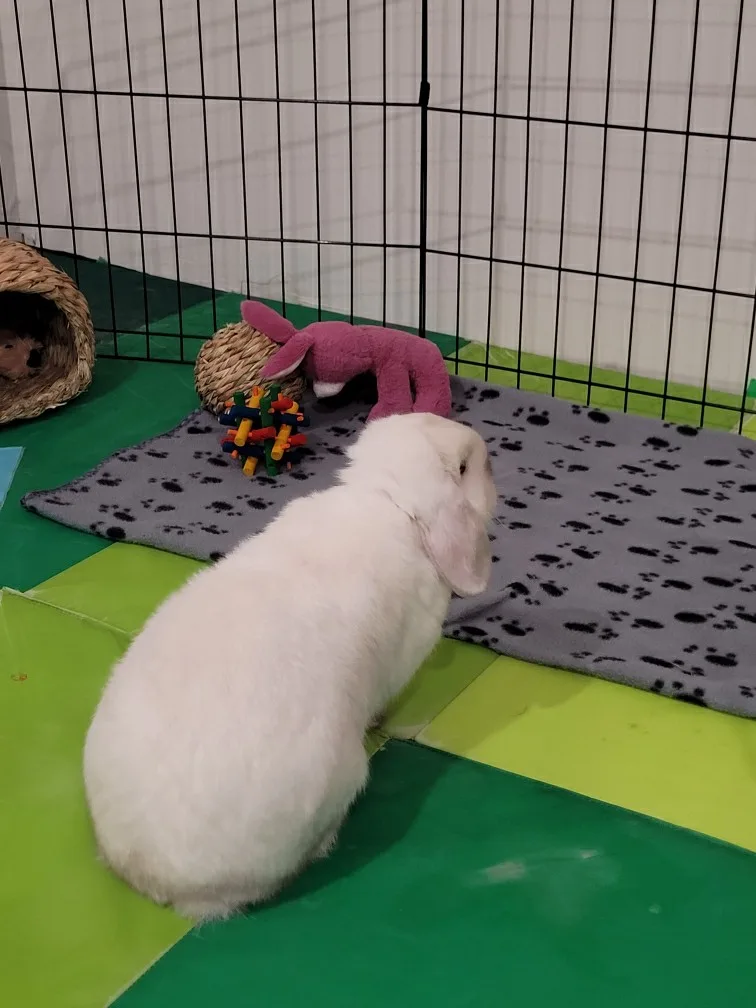 Small Animals Pet Care Services Kitchener Waterloo - Kitchener pet otel görseli 3