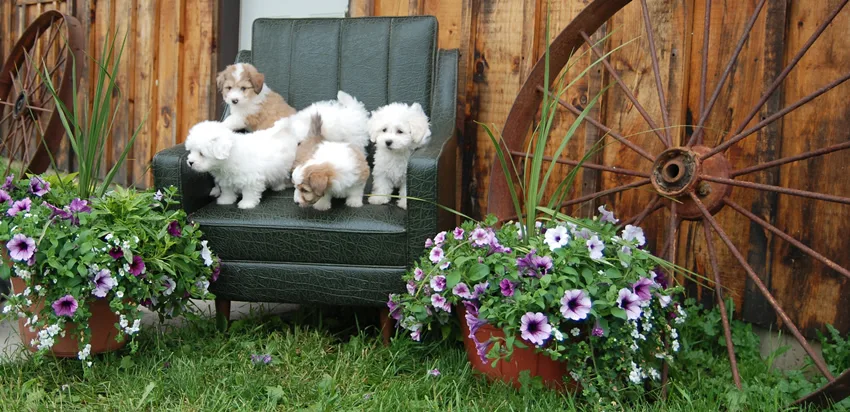 Spruce Ridge Kennels - Kitchener pet otel görseli 2