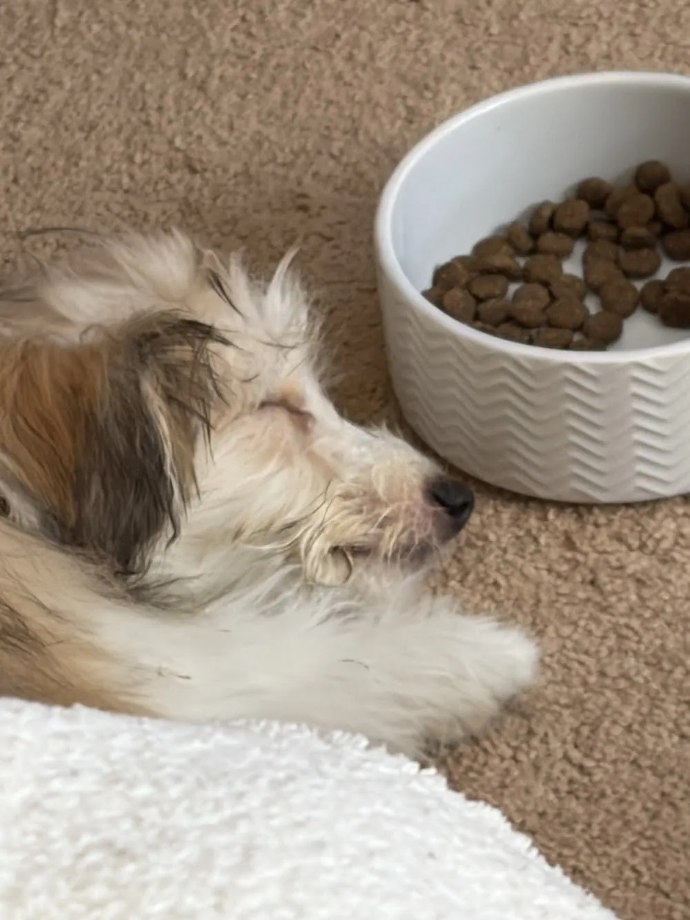 Spruce Ridge Kennels - Kitchener pet otel görseli 3
