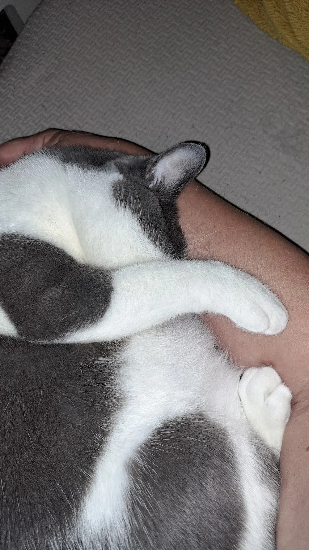 Stay at Home Kitty - Kitchener pet otel görseli 2