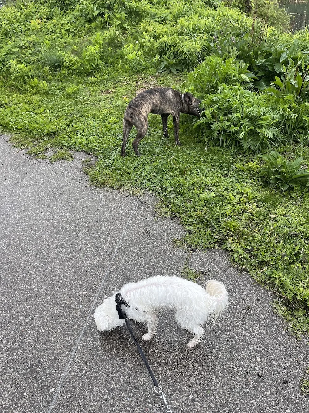 Tails & Trails Waterloo - Kitchener pet otel görseli 3