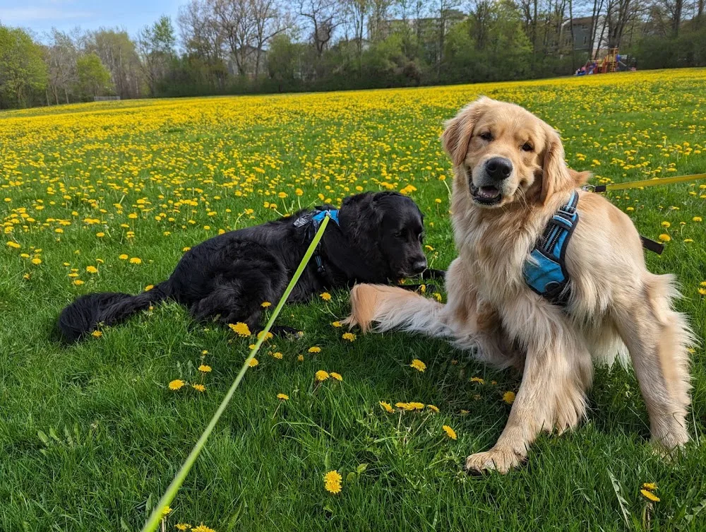 Taylored Pet Sitting - Kitchener pet otel görseli 2