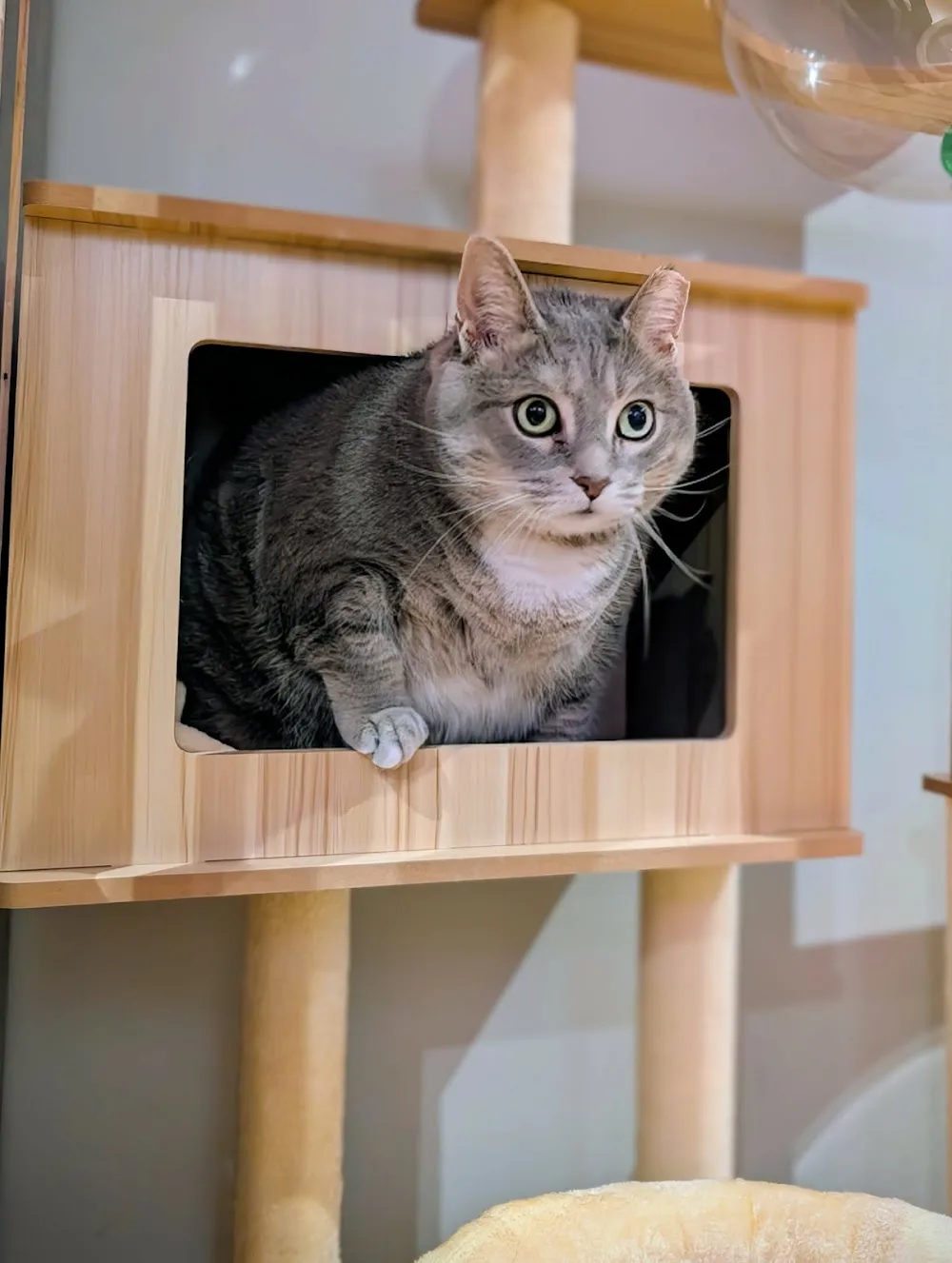 Tri-Kitty Cat Boarding & Merch - Kitchener pet otel görseli 2