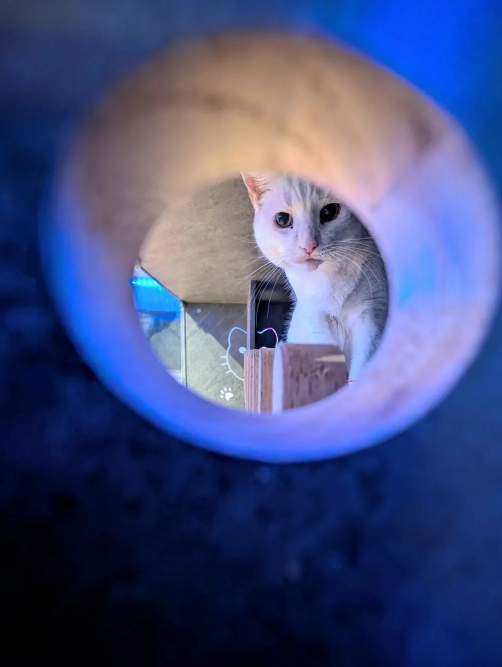 Tri-Kitty Cat Boarding & Merch - Kitchener pet otel görseli 3