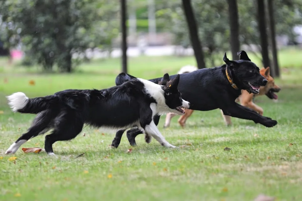 Wagtime Kennels - Kitchener pet otel görseli 2